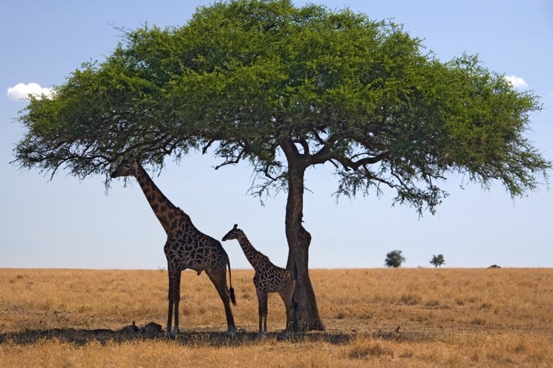 Two giraffes sheltering under a large tree